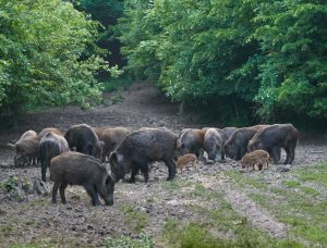 Gum Log Plantation feral hog bounties