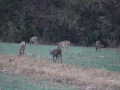 deer-hunting-2180
