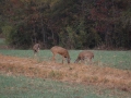 deer-hunting-2190
