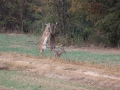 deer-hunting-2195