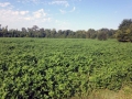 Major feeding acreage