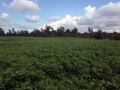 Food Plots Abbeville GA Deer hunting