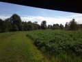 Hunting - Food Plot