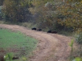 It's a hog convention