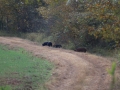 Right before hunter shoots hog
