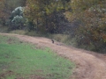 And here comes the coyote