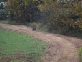 ga_hogs-coyote-2251