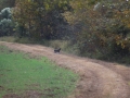 ga_hogs-coyote-2252