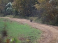 ga_hogs-coyote-2255