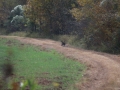 ga_hogs-coyote-2256
