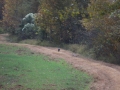 ga_hogs-coyote-2259