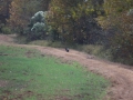 ga_hogs-coyote-2260
