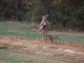 Deer on property
