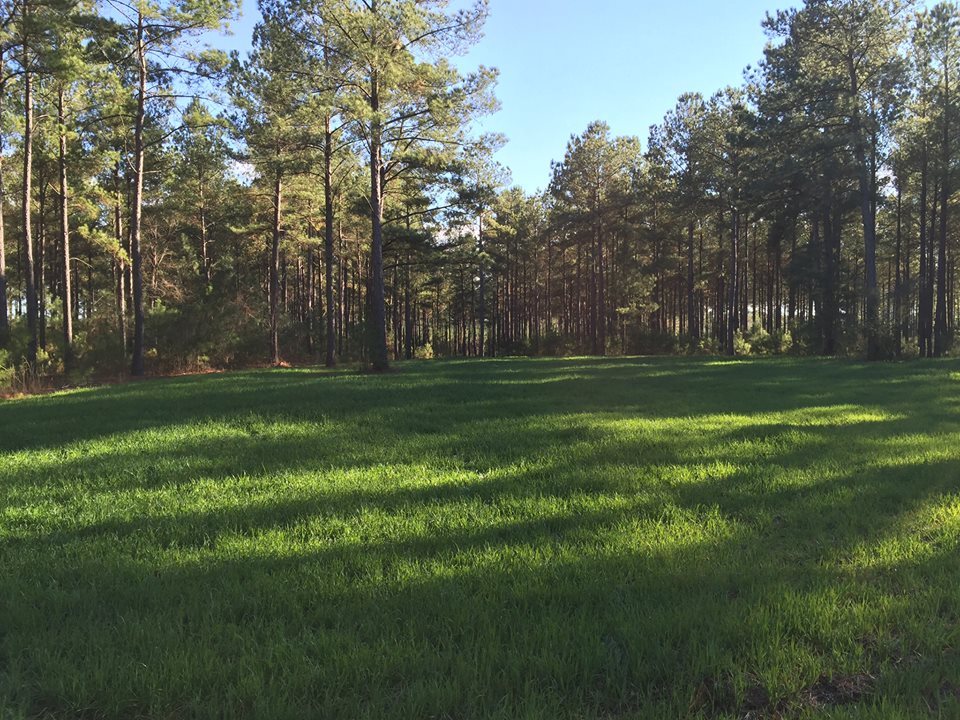 Photo Gallery Gum Log Plantation