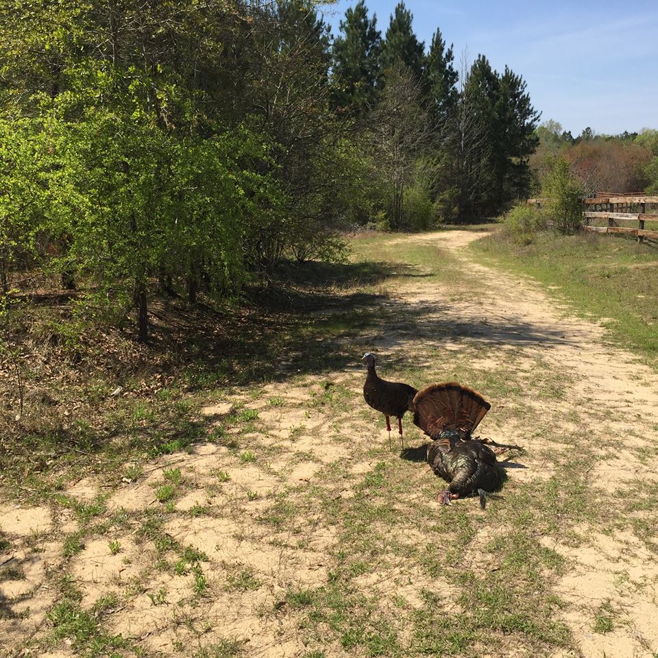 Turkeys On The Road