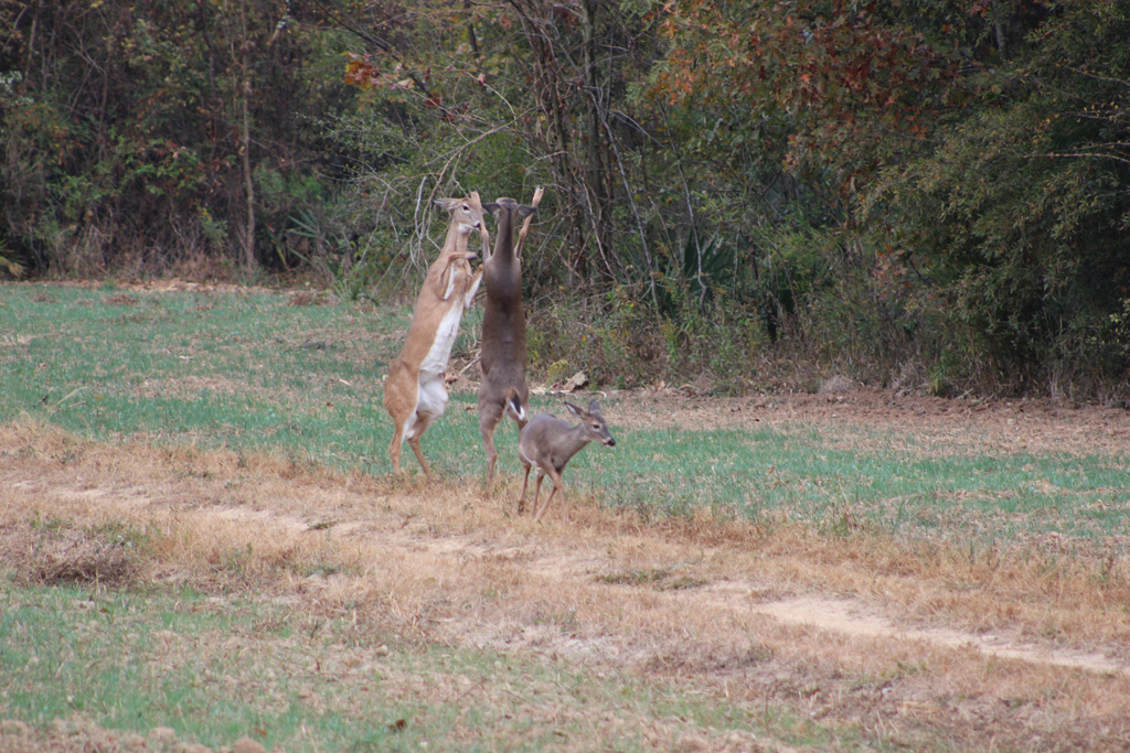 Deer-hunting-2195
