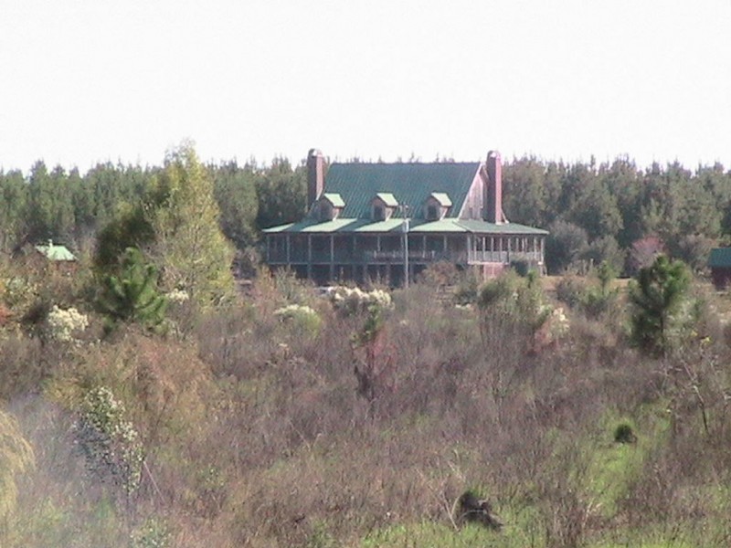 Gum Log Plantation Ahead! Gum Log Plantation