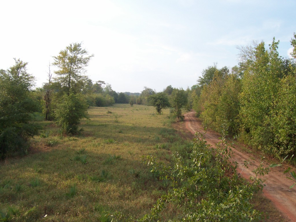 130_3877 Gum Log Plantation